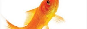 Don't Bite the Hook by Pema Chodron